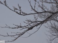 2018-01-13 M. Orsello 080
